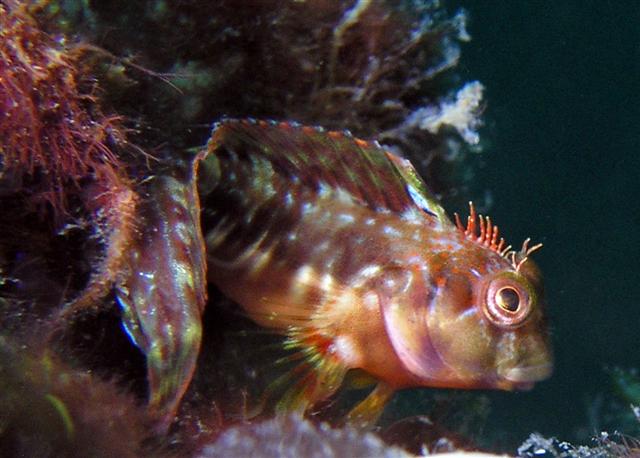 Scartella cristata (Linnaeus, 1758)